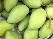 কাঁচা আম শুধু স্বাদের দিক থেকেই নয় বরং স্বাস্থ্য উপকারিতার দিক থেকেও অনন্য