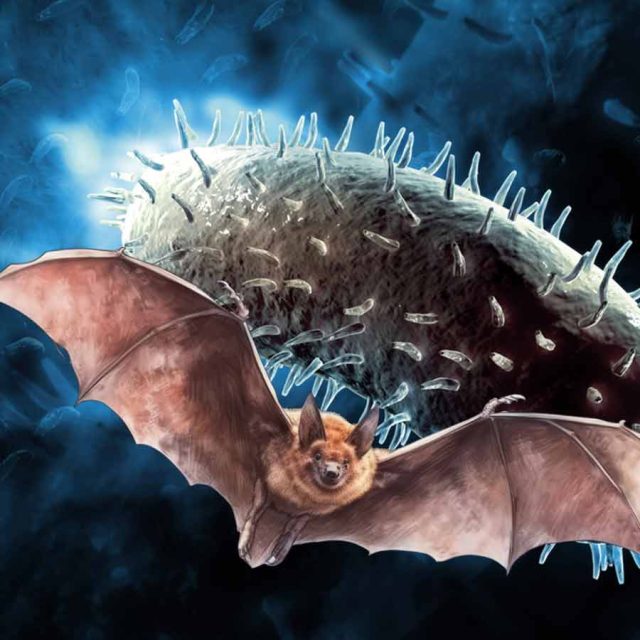 1751610956_bat