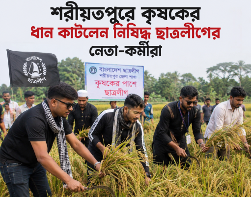 শরীয়তপুরে কৃষকের ধান কাটলেন নিষিদ্ধ ছাত্রলীগের নেতা-কর্মীরা